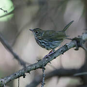 Ovenbird