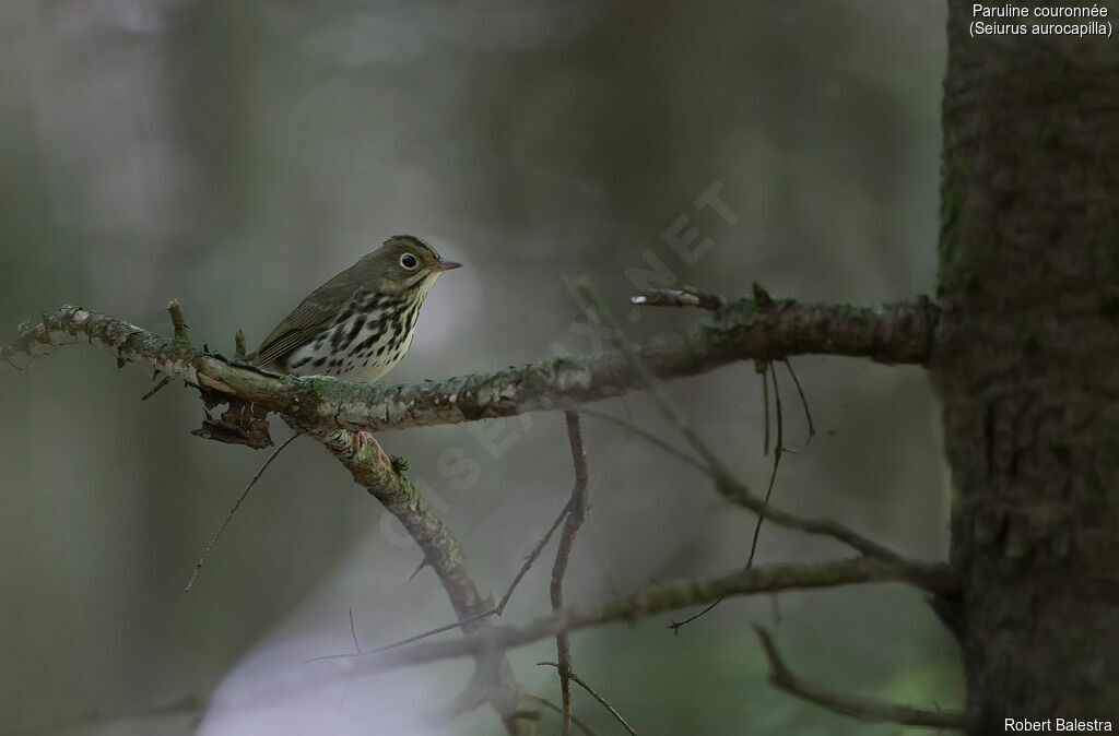 Paruline couronnée