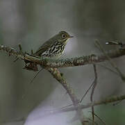 Ovenbird