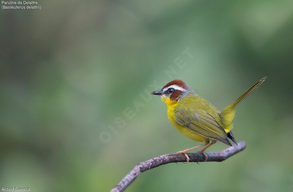 Chestnut-capped Warbler