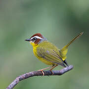 Chestnut-capped Warbler