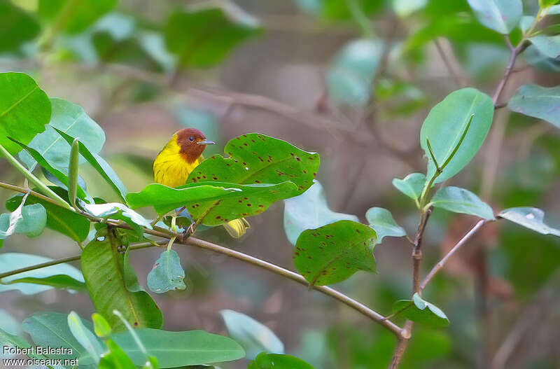Mangrove Warbler male adult, habitat, pigmentation