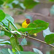 Paruline des mangroves