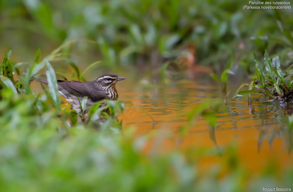 Northern Waterthrush