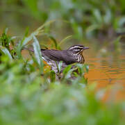 Northern Waterthrush