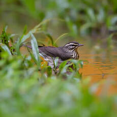 Paruline des ruisseaux