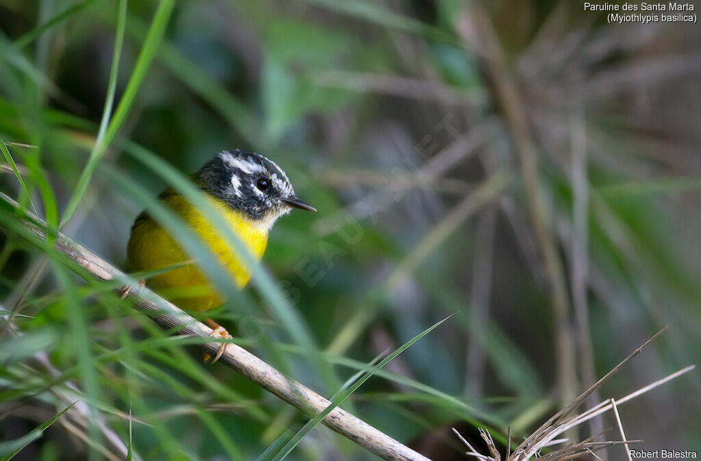 Santa Marta Warbler