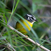 Santa Marta Warbler