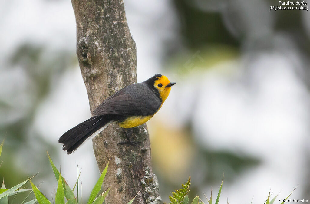 Golden-fronted Whitestart