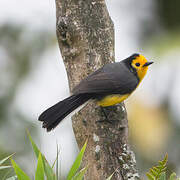 Golden-fronted Whitestart