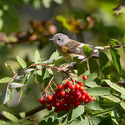 American Redstart