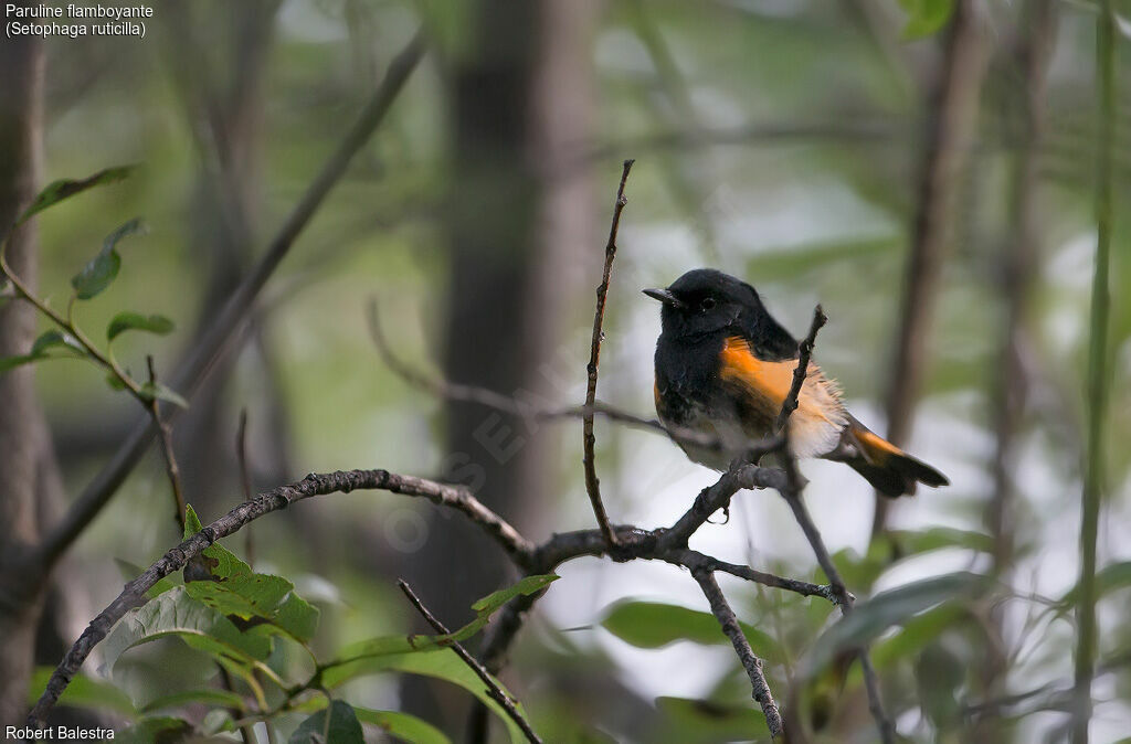 American Redstart male