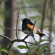 Paruline flamboyante