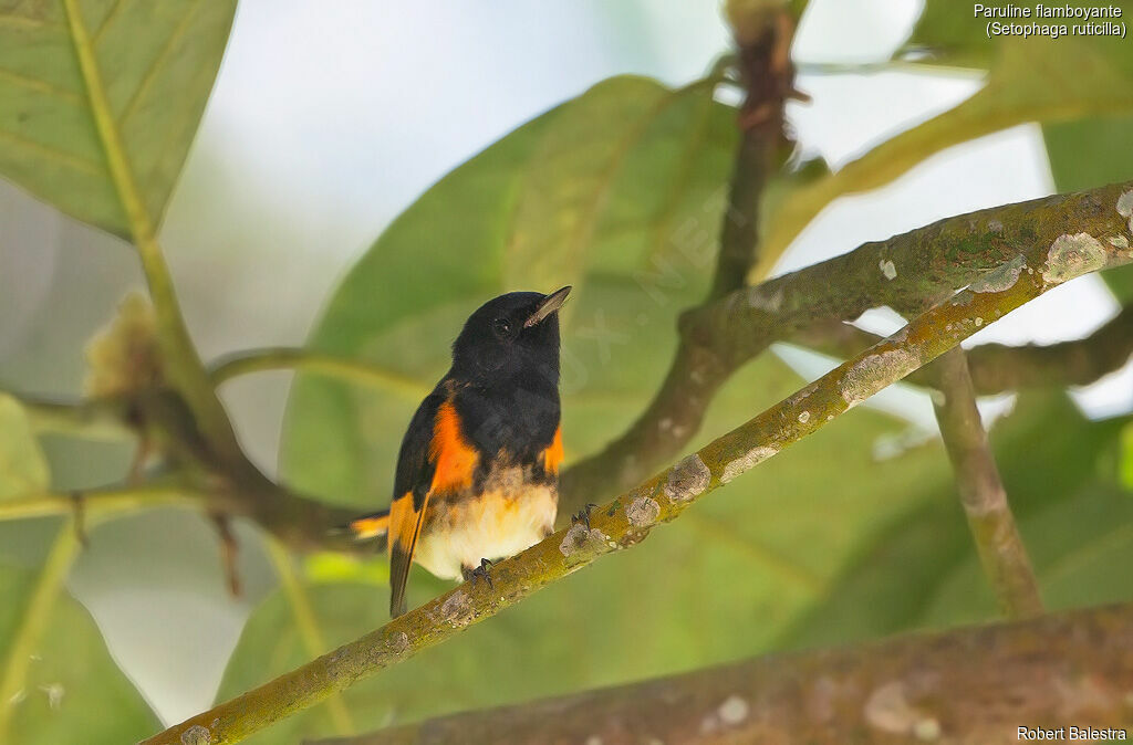 Paruline flamboyante