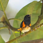 American Redstart