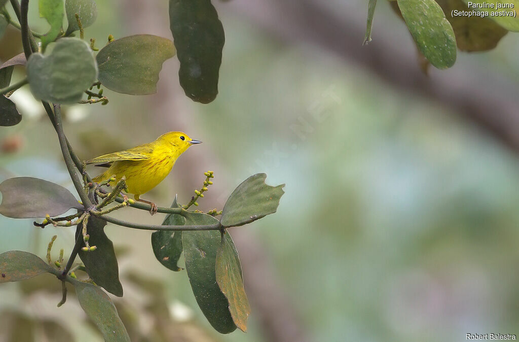 Paruline jaune