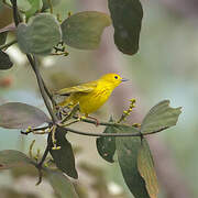 American Yellow Warbler