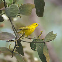 Paruline jaune