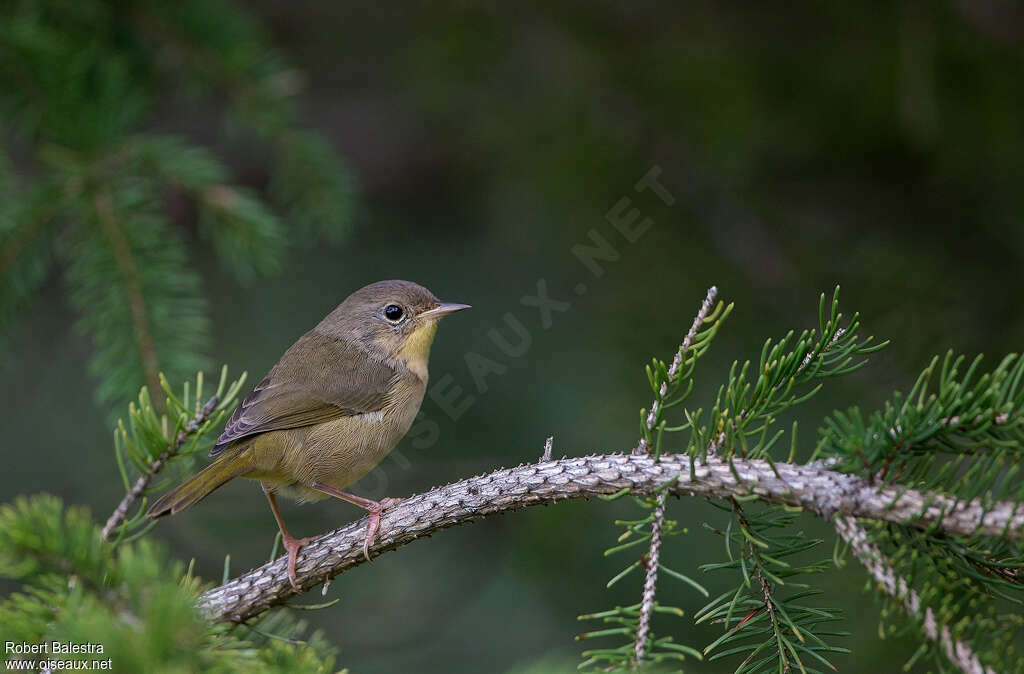 Common YellowthroatFirst year, identification