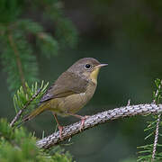 Common Yellowthroat