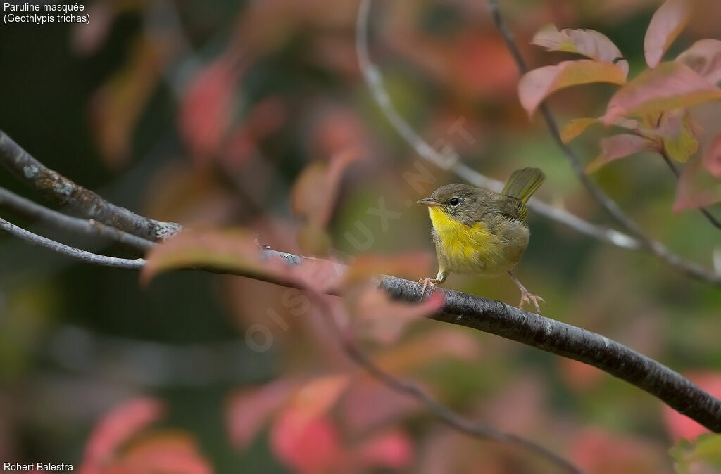 Common Yellowthroat