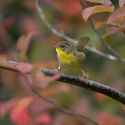 Common Yellowthroat