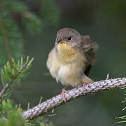 Common Yellowthroat