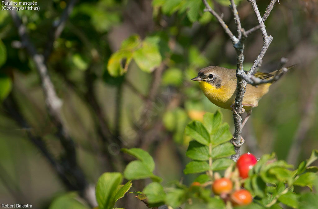 Common Yellowthroat male