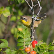 Common Yellowthroat