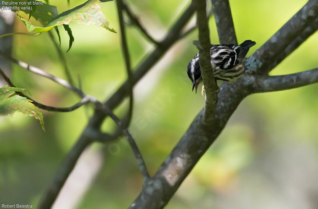 Black-and-white Warbler