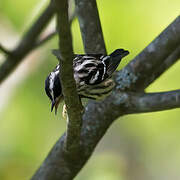 Black-and-white Warbler