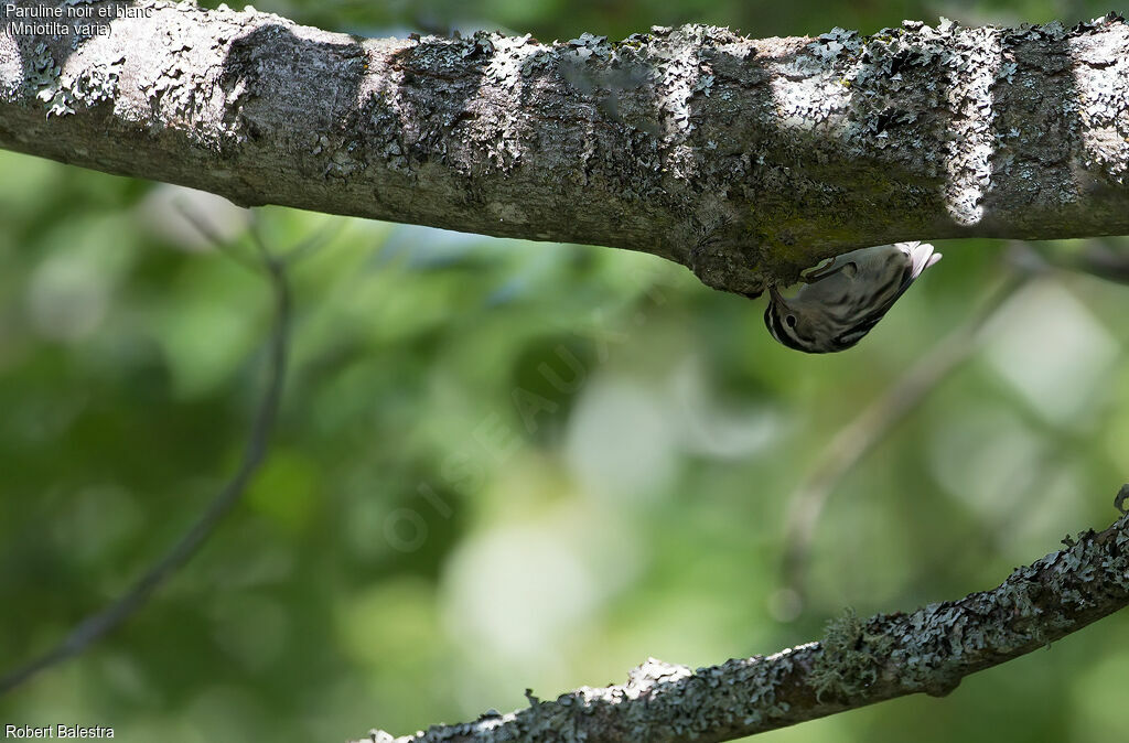 Black-and-white Warbler