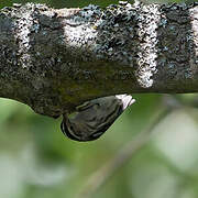 Black-and-white Warbler