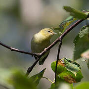 Tennessee Warbler