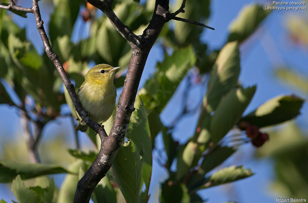 Tennessee Warbler