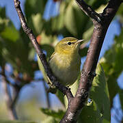 Tennessee Warbler