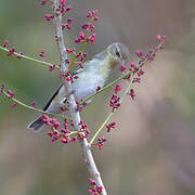 Tennessee Warbler