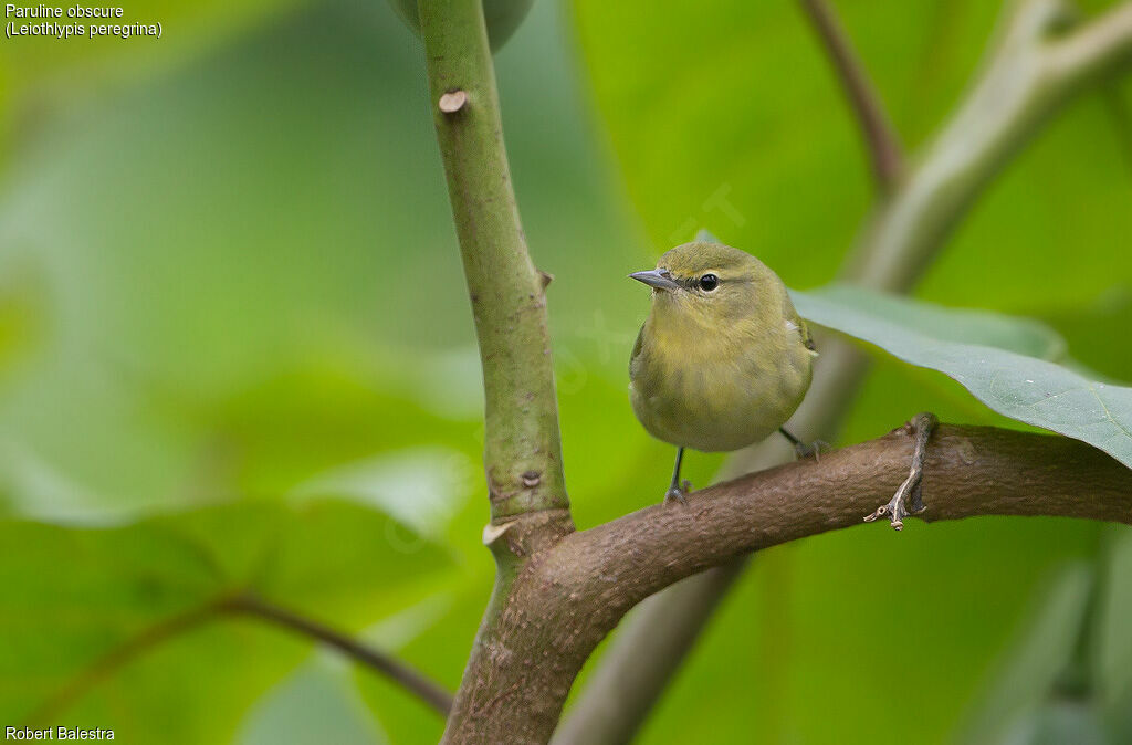 Tennessee Warbler