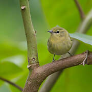 Tennessee Warbler