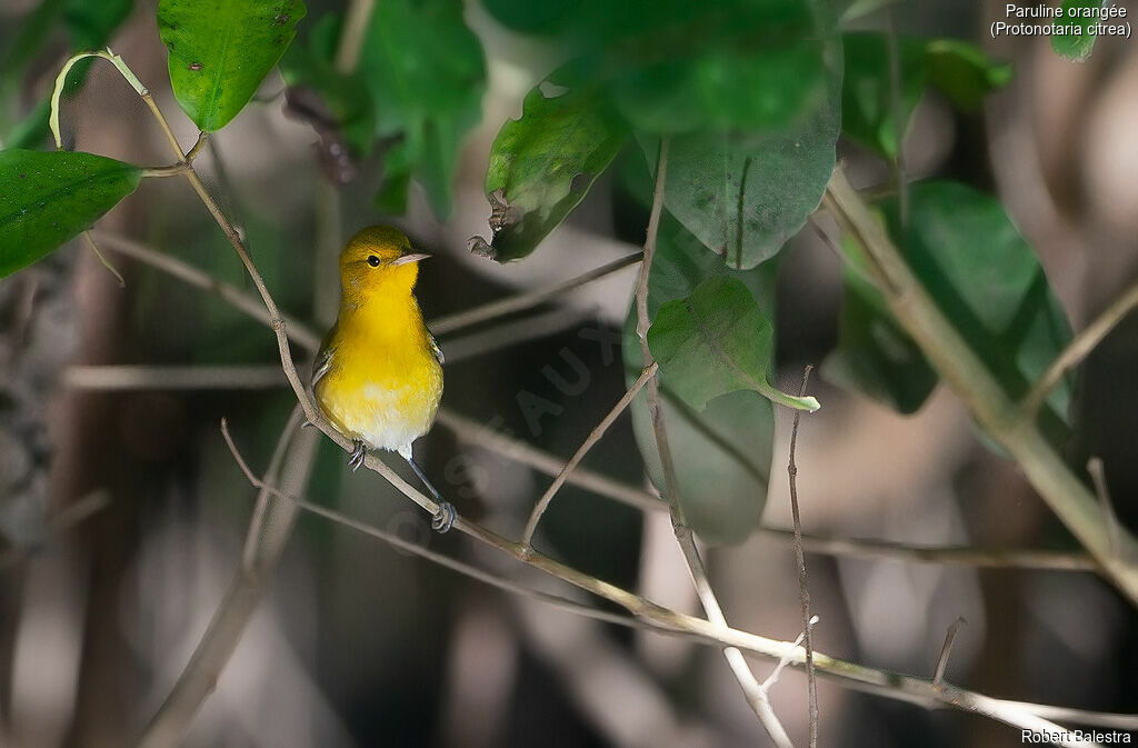 Prothonotary Warbler