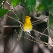 Prothonotary Warbler