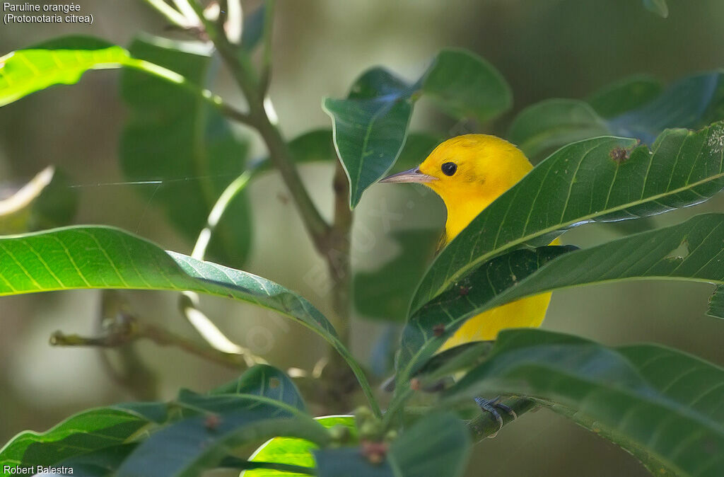 Prothonotary Warbler