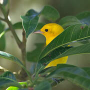 Prothonotary Warbler