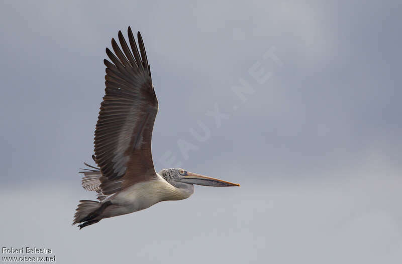 Spot-billed Pelican, Flight