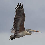 Spot-billed Pelican