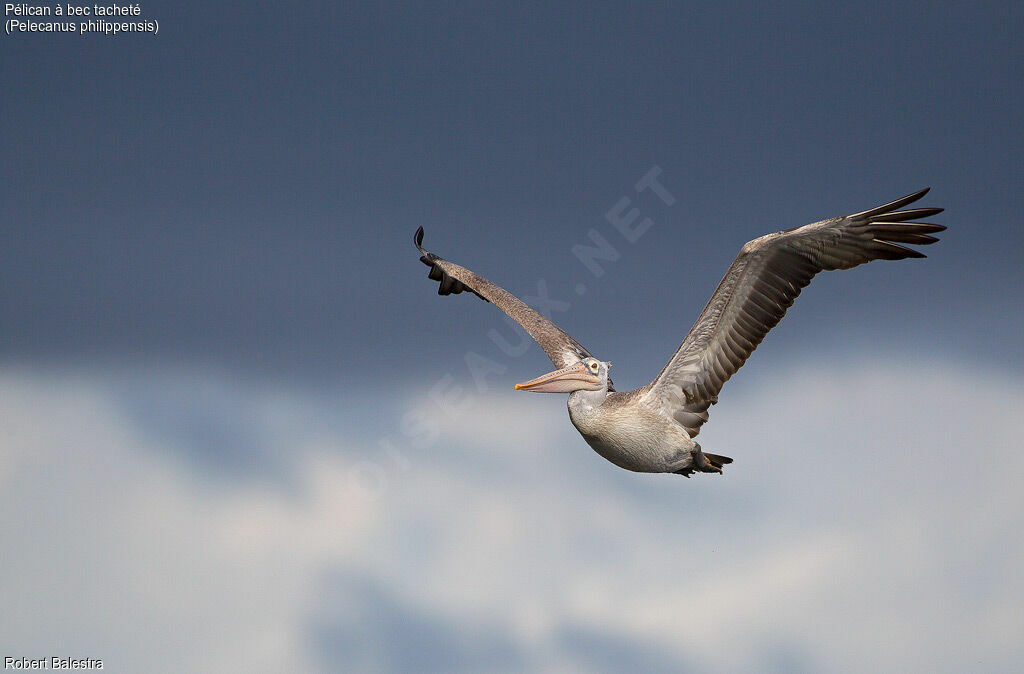 Spot-billed Pelican