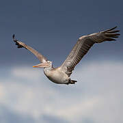 Spot-billed Pelican