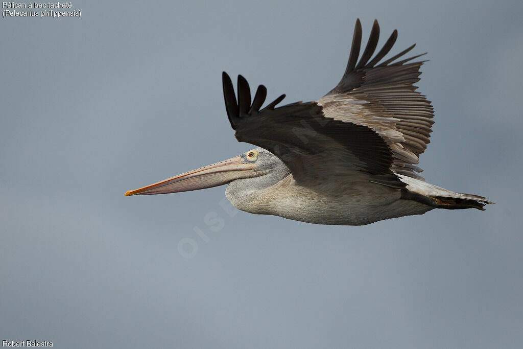 Spot-billed Pelican