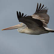 Spot-billed Pelican