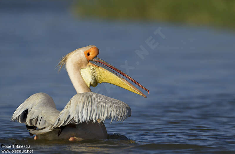 Great White Pelicanadult breeding